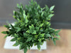 Boxwood Faux plant in Pot