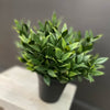 Boxwood Faux plant in Pot