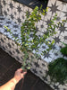 Baby leaf eucalyptus spray - giant