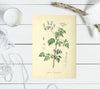 Collection of Vintage floral image - 3 sizes available